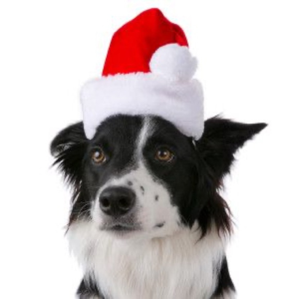 Top Paw™ Pet Holiday Santa Hat
